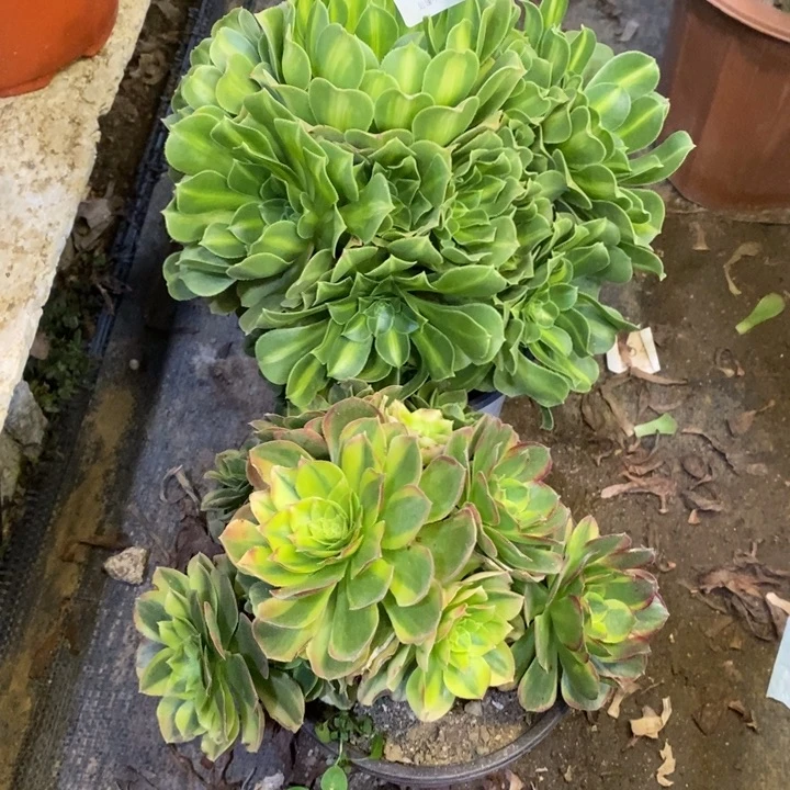 两盆多肉断头不包2727