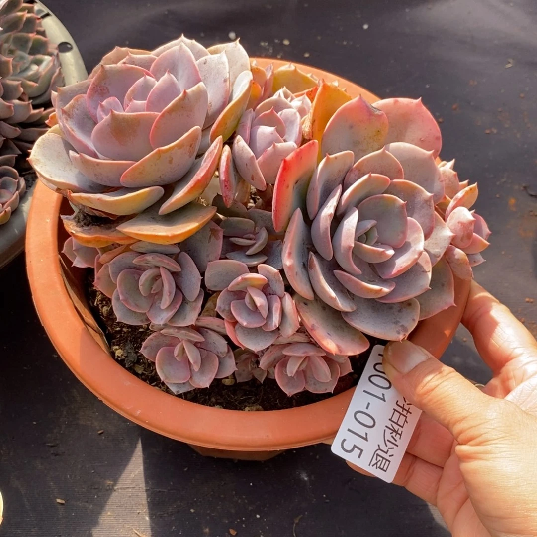 两单包邮101-15尘埃玫瑰