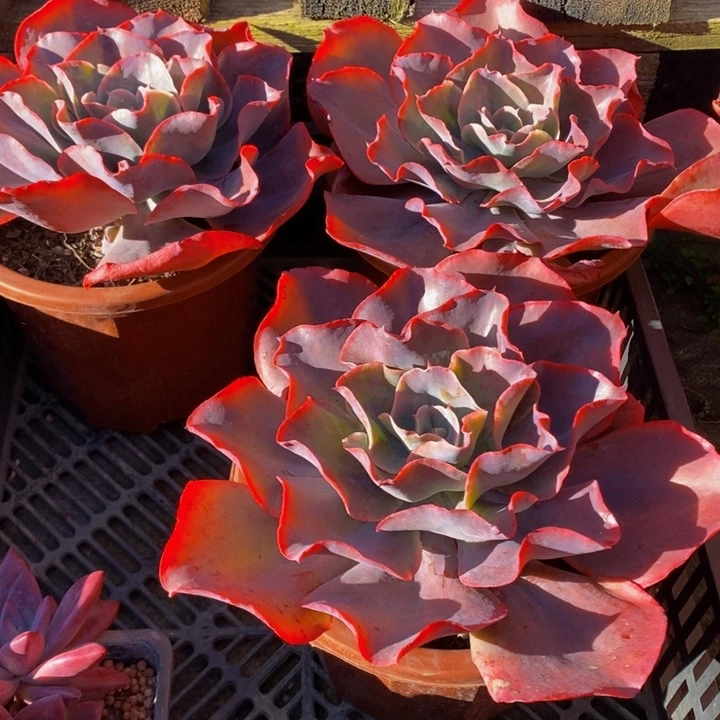 天空之城122801号