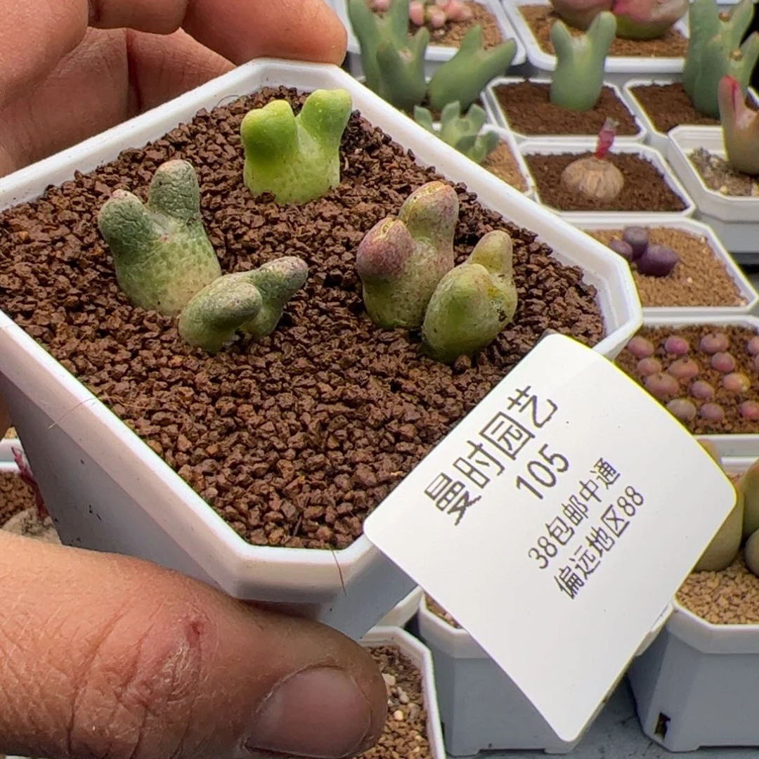 2.24鹿角斑马多肉植物105