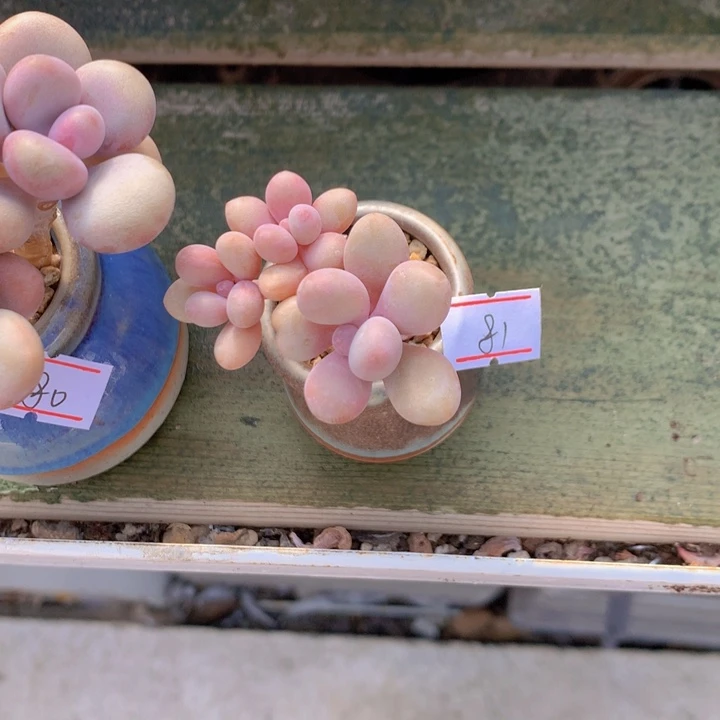 一物一拍满30包邮 81