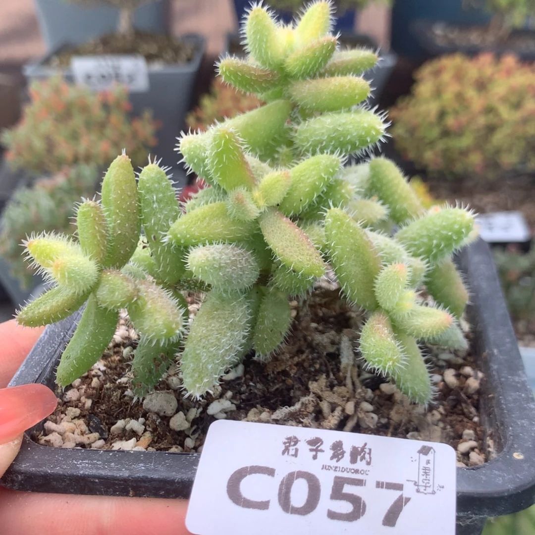 贝***果057雷同锦