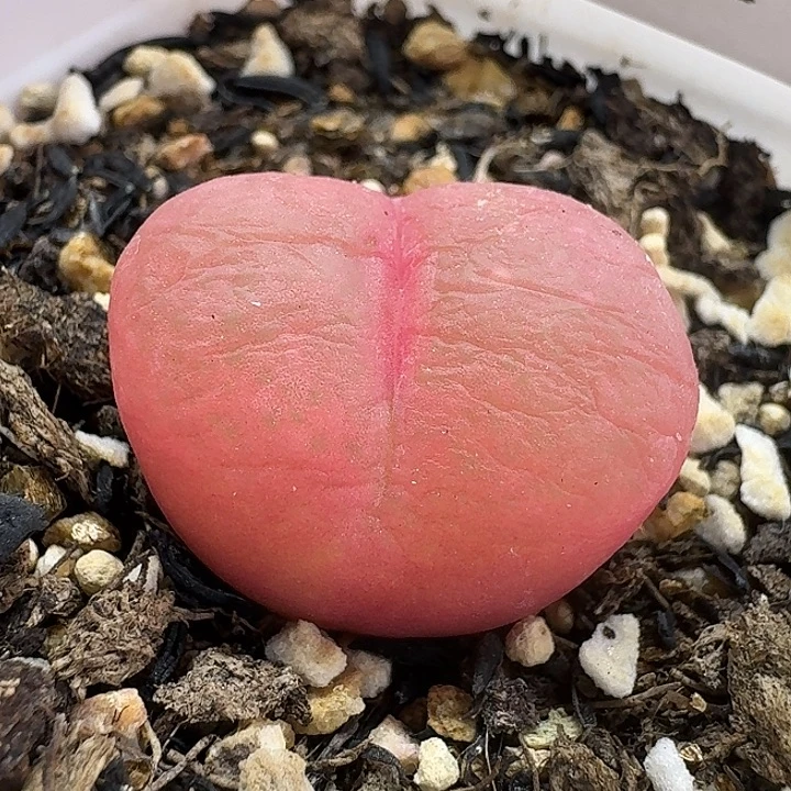 老马生石花2.2吕红1534