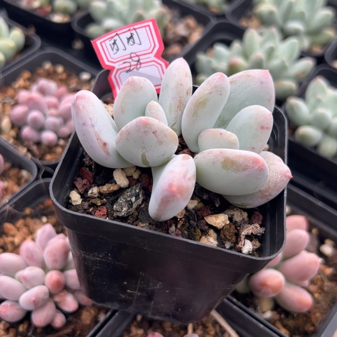 多肉植物多肉植物