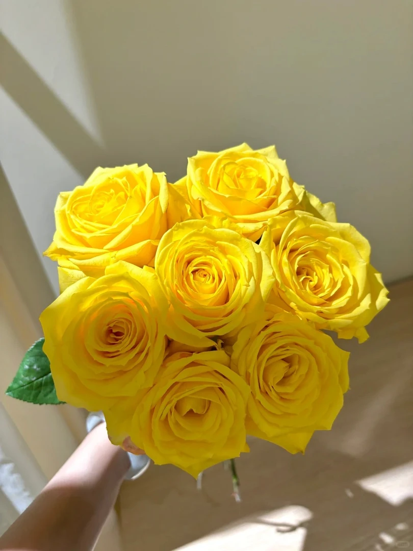 【太阳神】单头玫瑰（全场同一地址两单顺丰冷链包邮噢~）