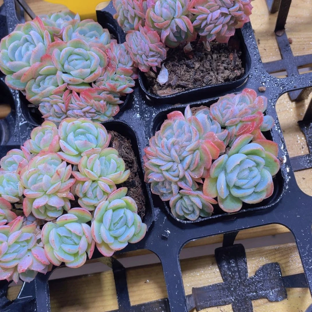 67号 带板子胭脂缀化一个