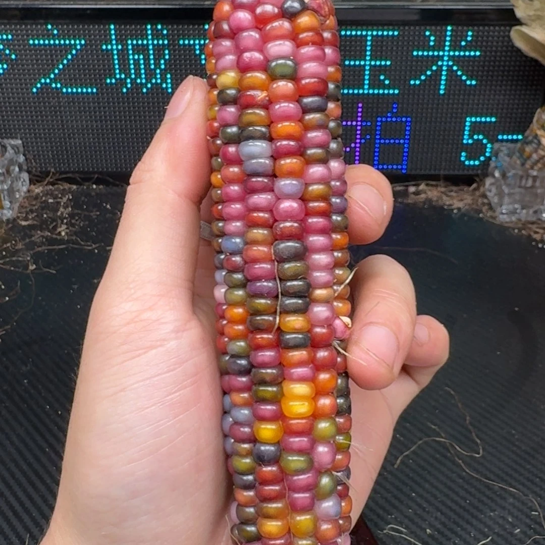 柏香籽/百香籽吊坠米*