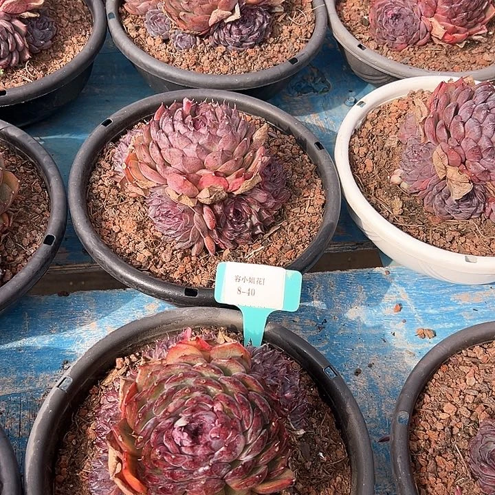 8.40姚记一个脱土量