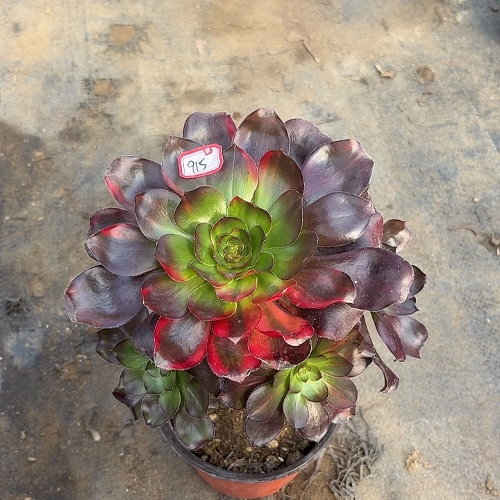 巫毒七彩小手捧915多肉植物法师