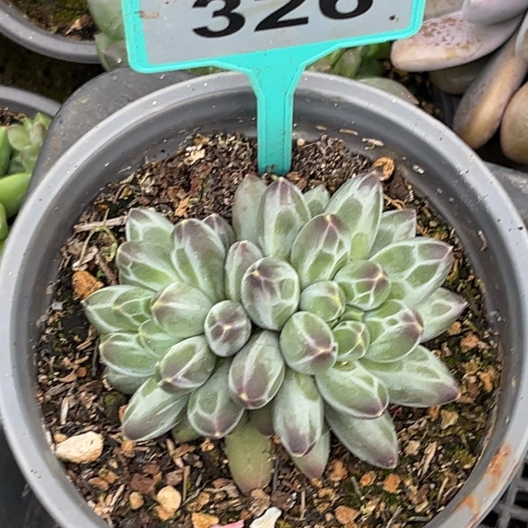 多肉植物申公豹326