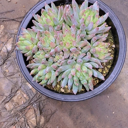 女*彩星多肉植物