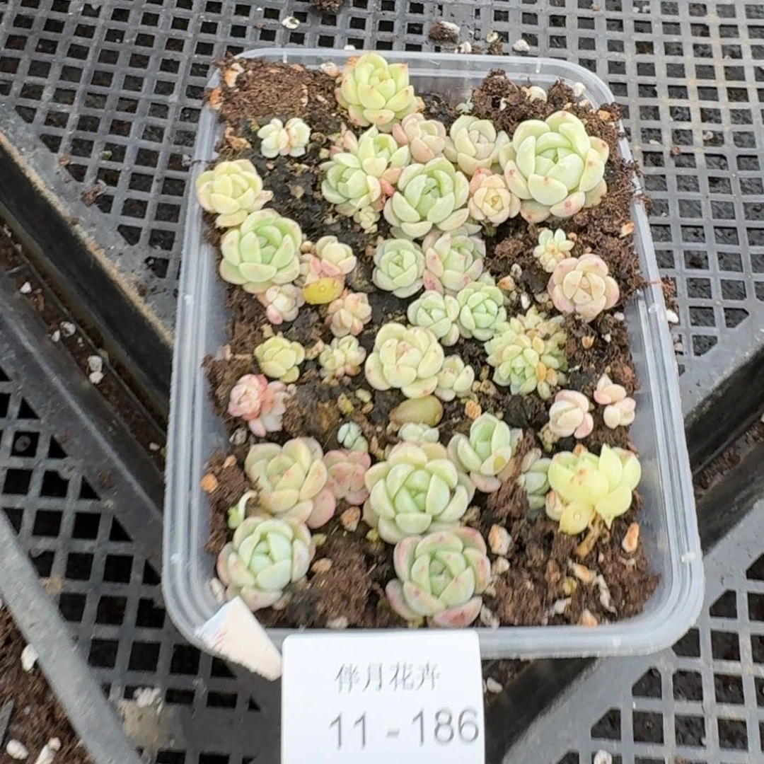 珍妮糖心一盒下播福利11-186