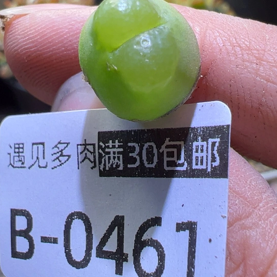 多肉植物111111111111111