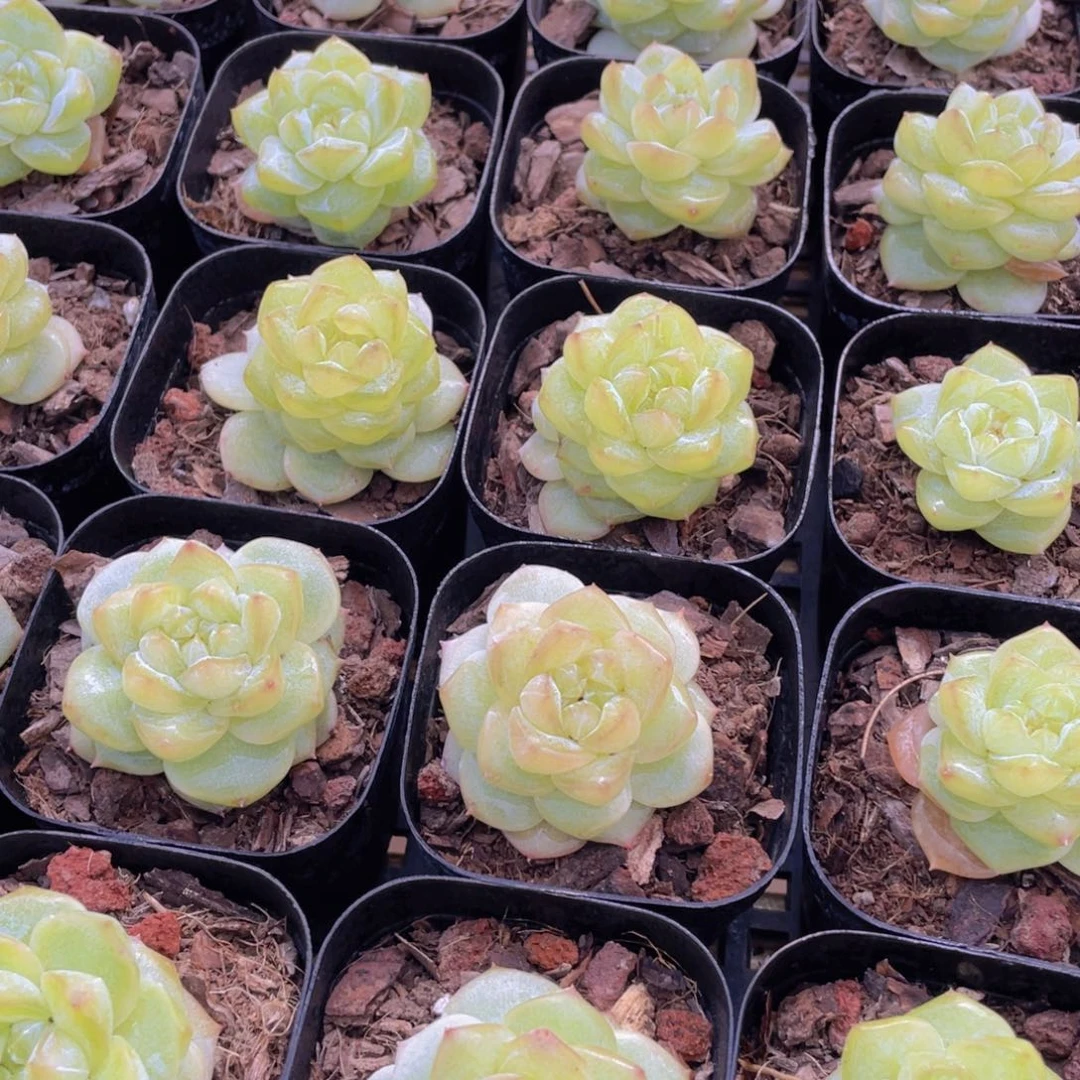 量拍20号 优选水晶粉钻单头一个