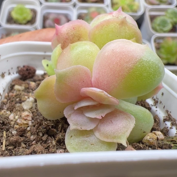 一物一拍精品多肉植物