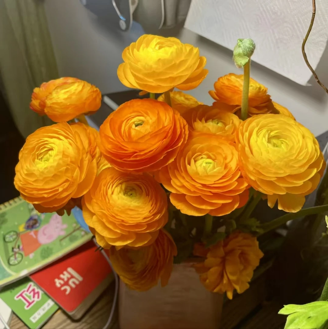 橙色洋牡丹）云南鲜花基地直发