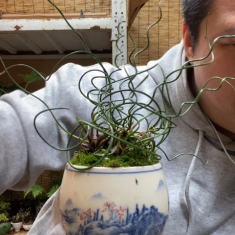 红陶一物一拍所见即所得319