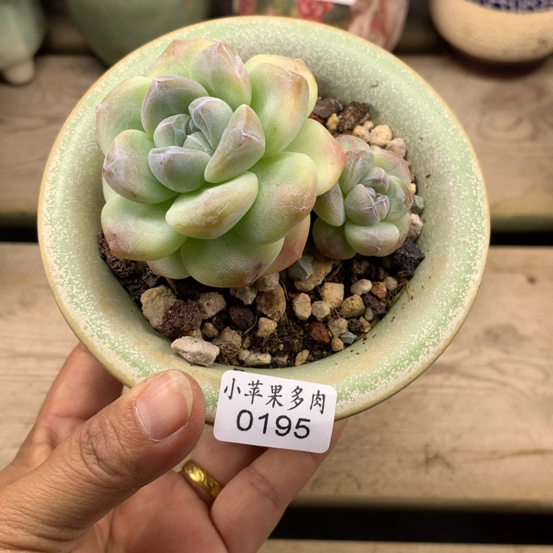 ᴺ***乐冰玉195/7cm多肉多肉