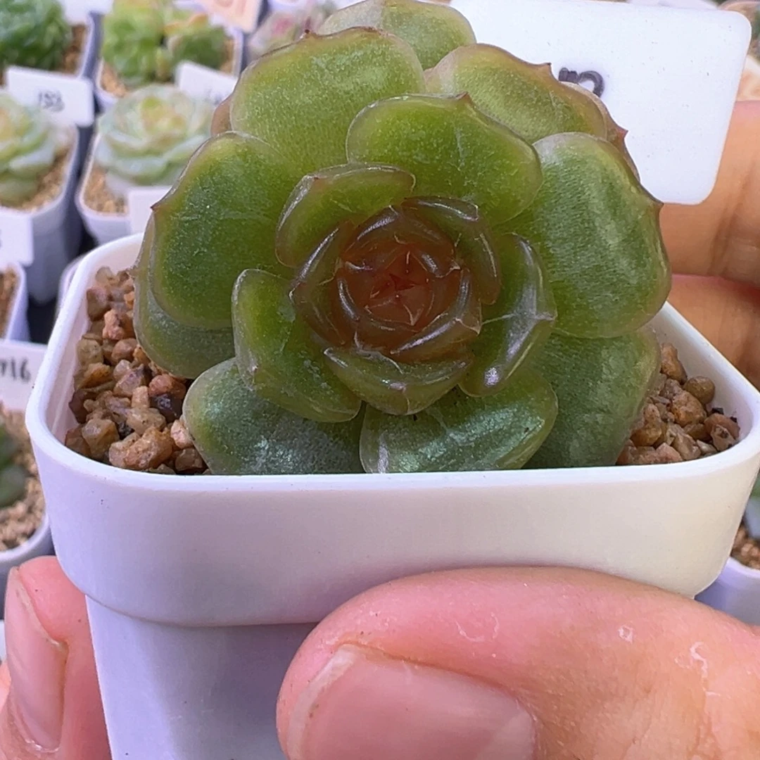 318号彩色恋人晗雨多肉