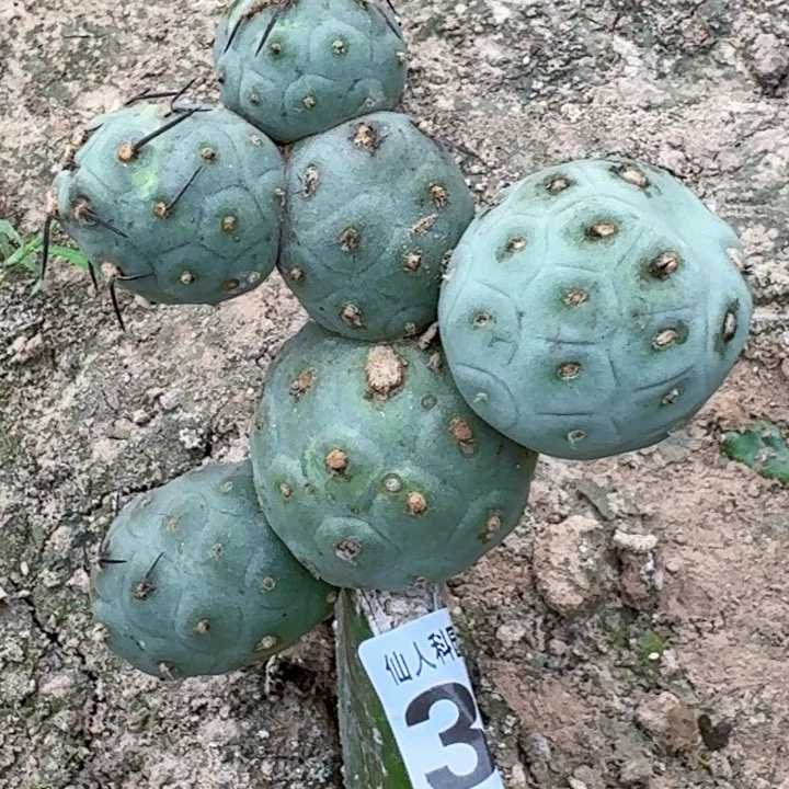 无花朵福利白皮洞洞355