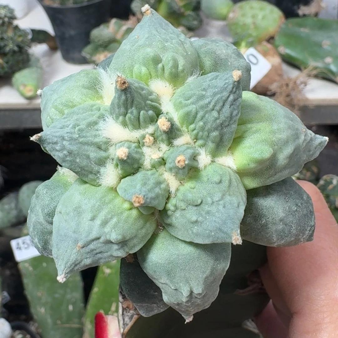 【闪购商品】无花朵炫*怒涛465