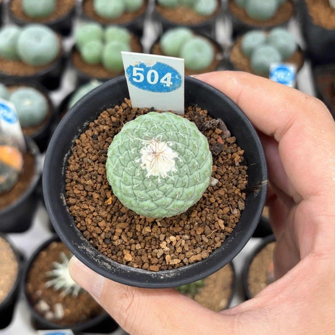 504实生菊水带盆带土