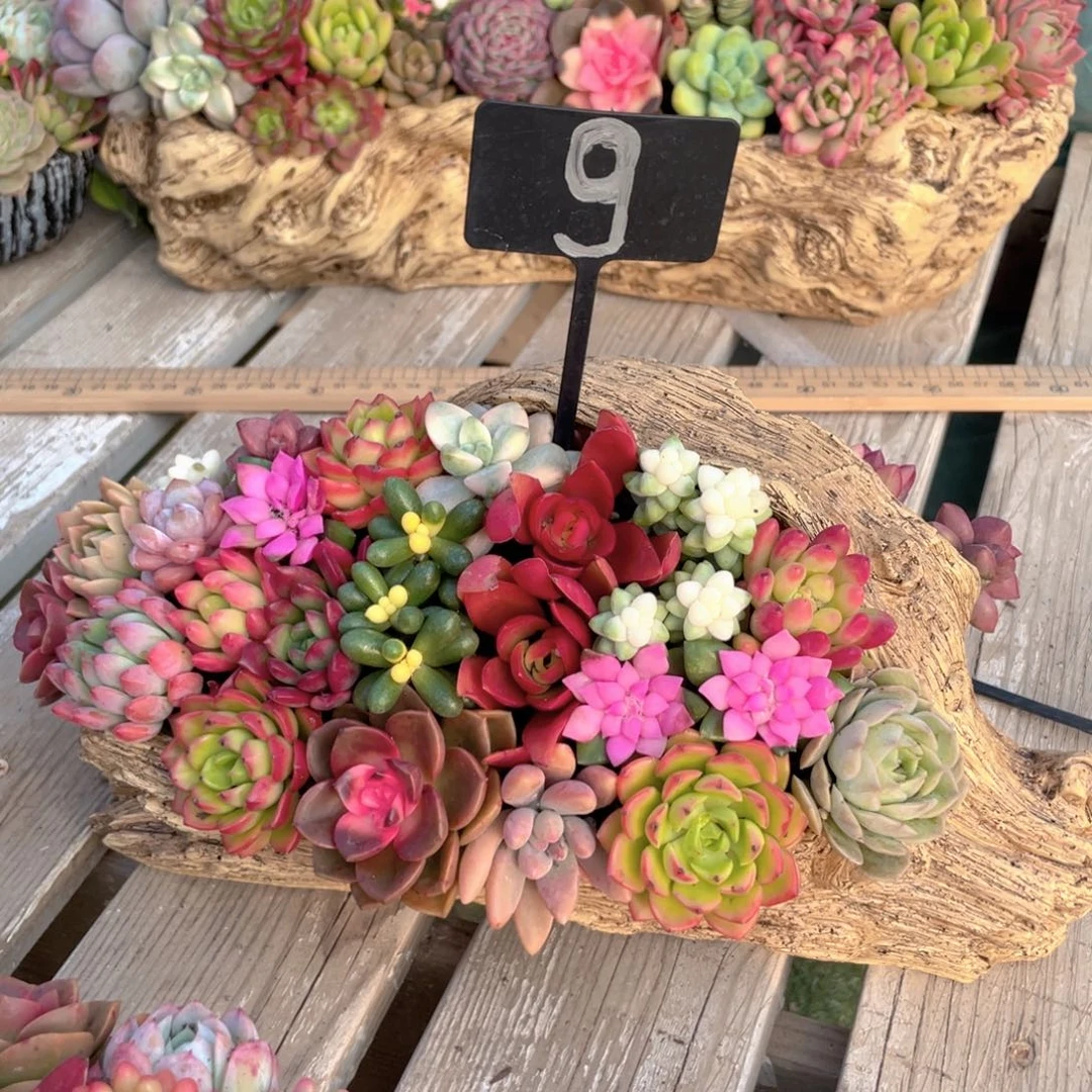 99一帆风顺的福利款