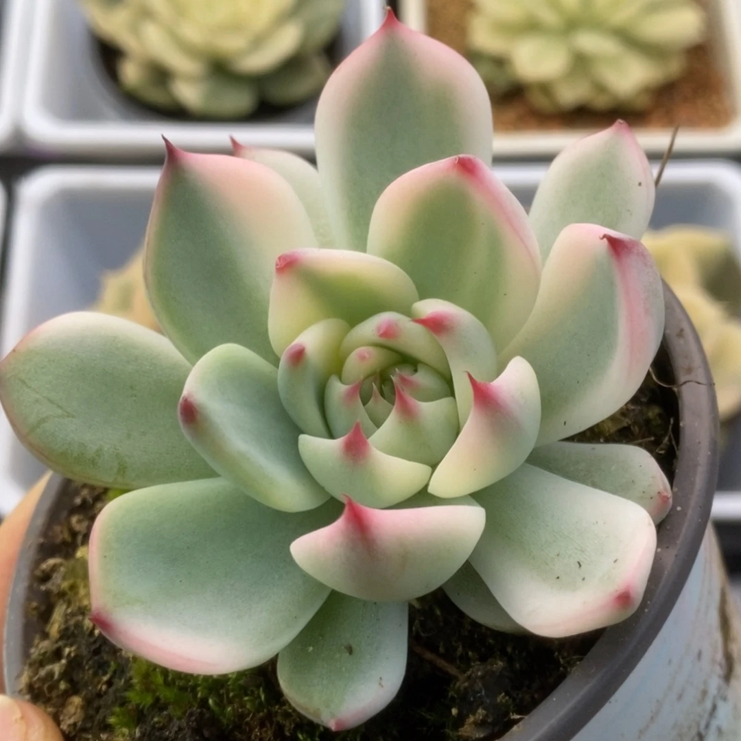 342锦锦锦锦锦锦锦锦