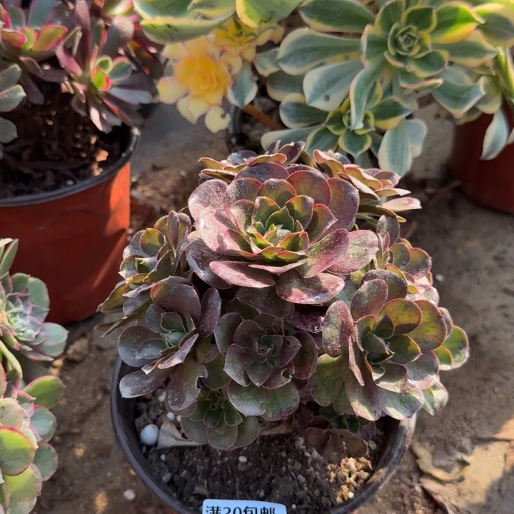 满20包邮，924魅金玫瑰