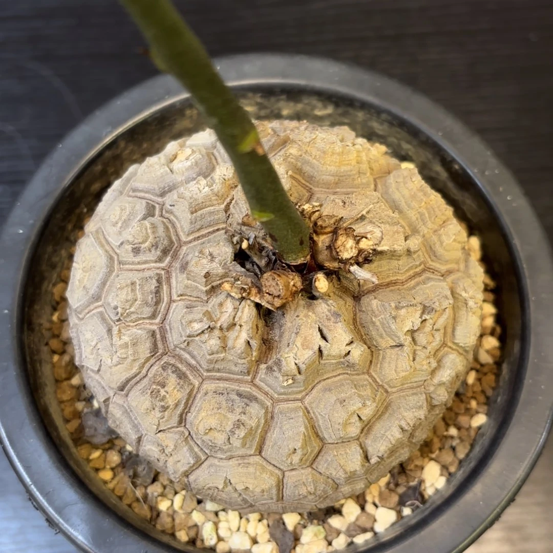 8号龟甲龙带盆包邮不退不换