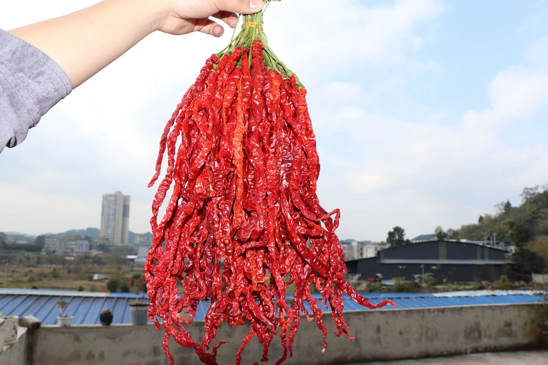 贵州大方皱皮鸡爪辣椒微辣特香炒菜必备食材 贵州干辣椒 大方皱椒