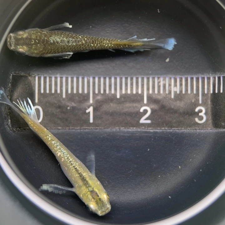 海水鱼奶酪24号青鳉