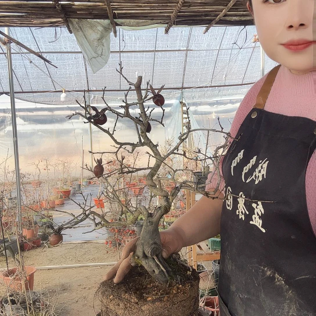 用****1老鸦柿一物一拍