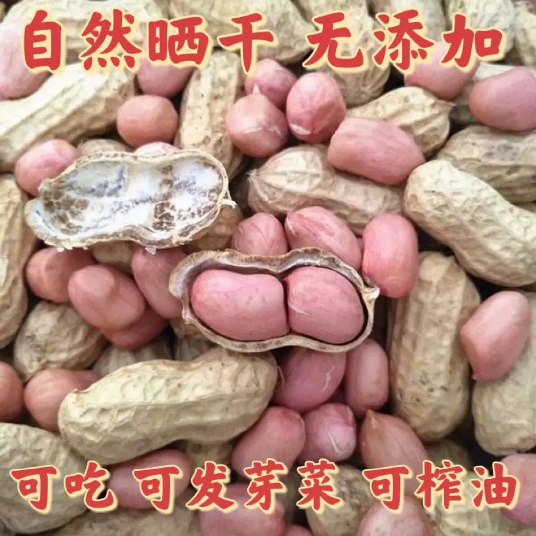 晒干花生带壳生花生自然晒干带壳批发榨油饱满甘甜当季新鲜花生