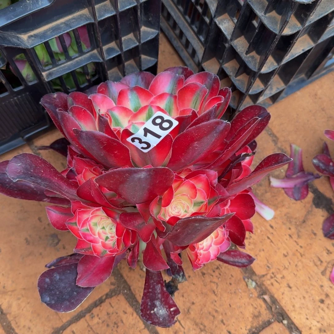 澳***园318多肉植物多肉植物