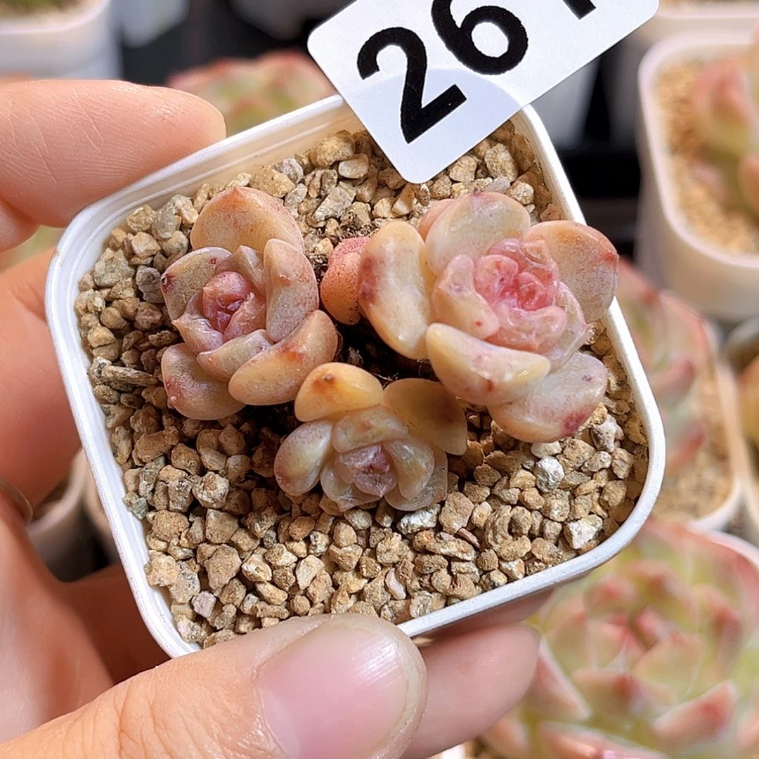 *****261一物一拍 甜心