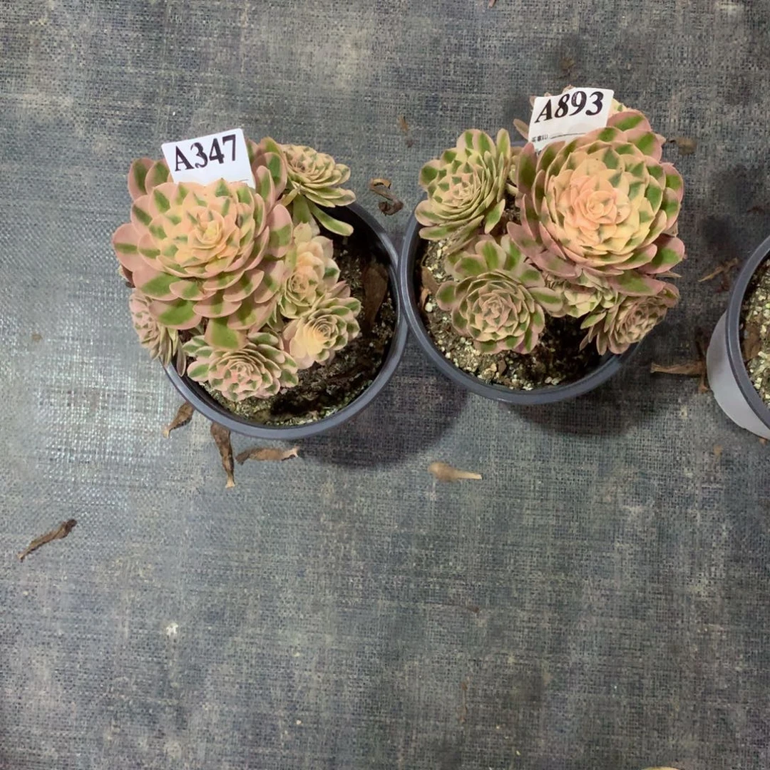 荔枝347893法师组合