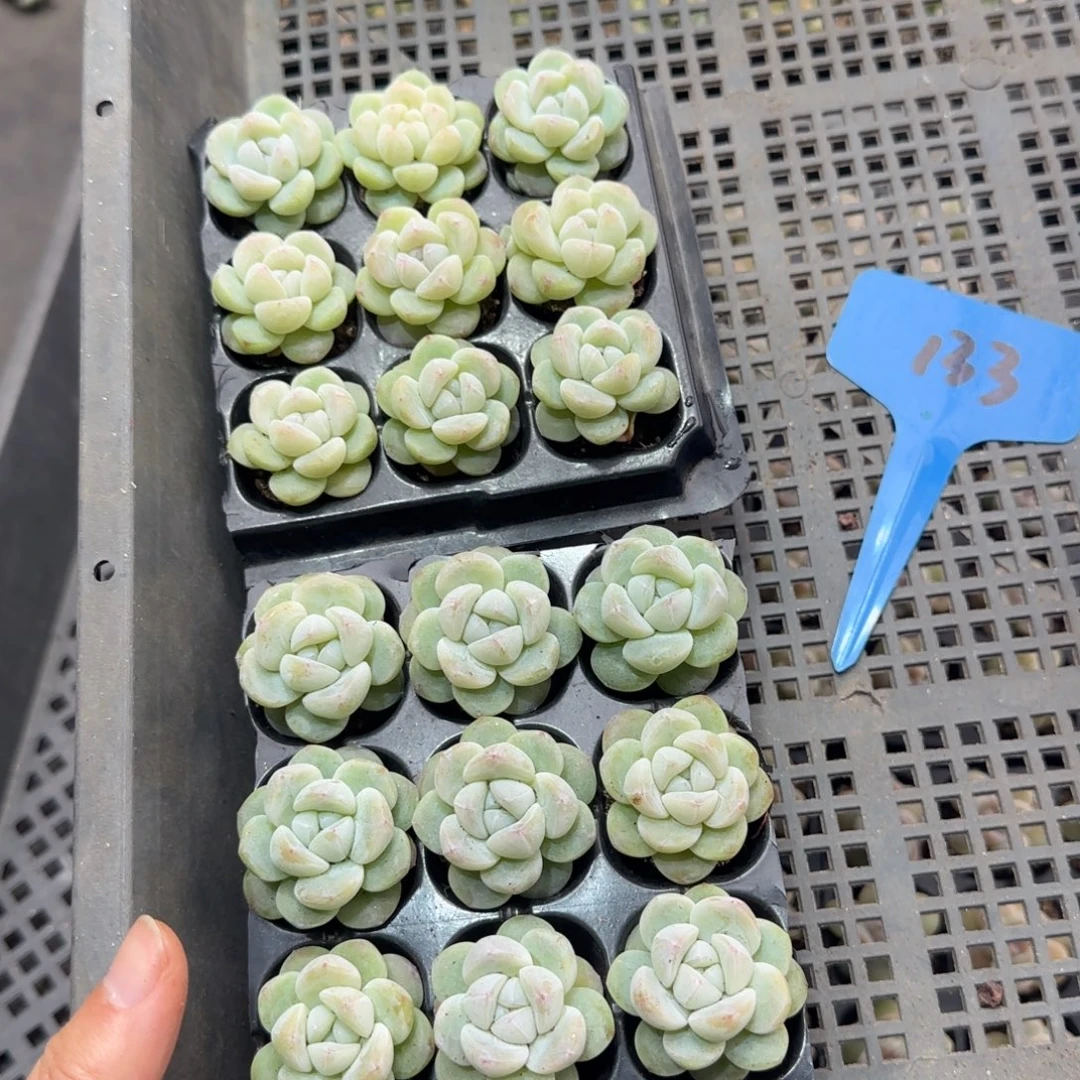 133定繁紫心冰玉9颗