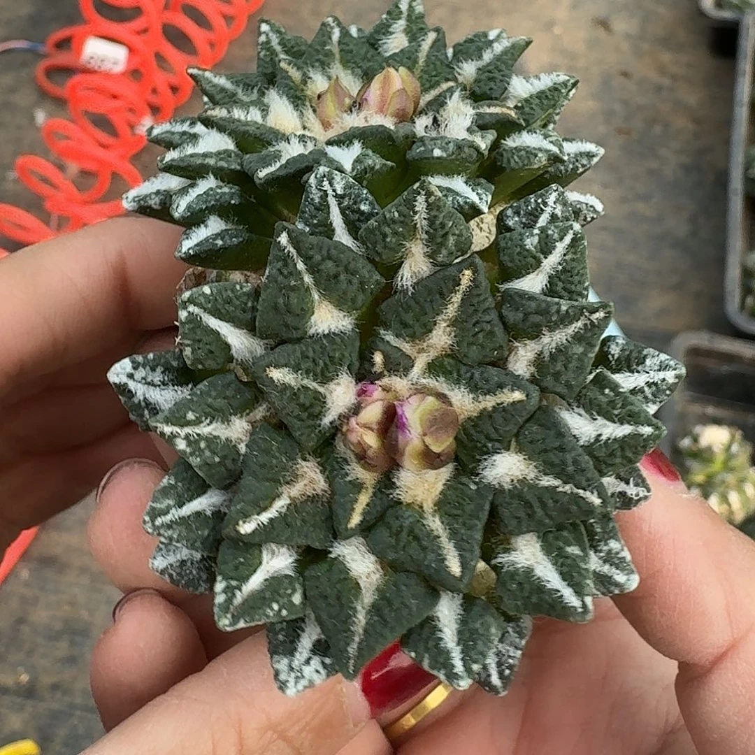 无花朵双头苗接颗粒黑牡丹303
