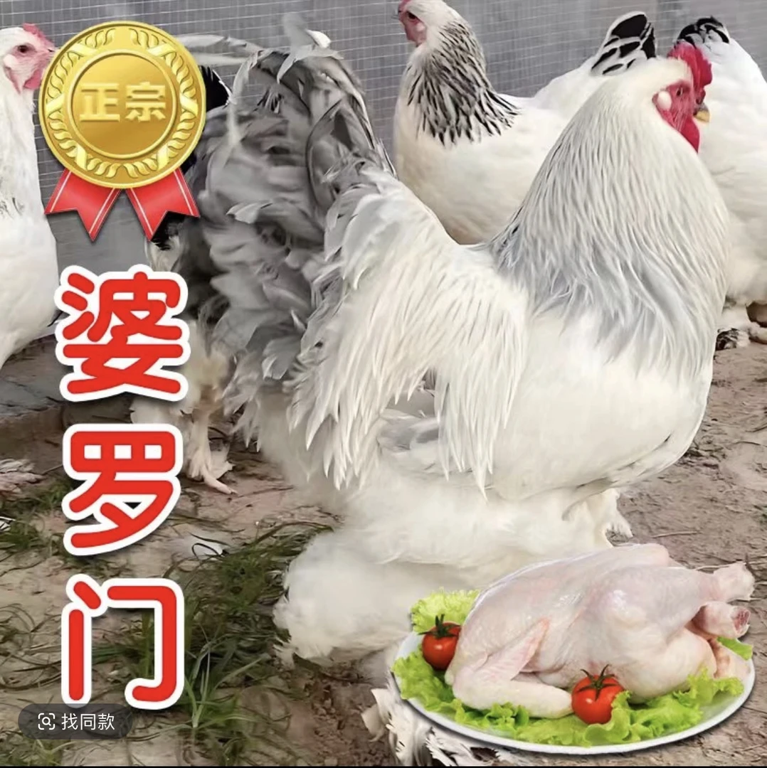 梵天鸡  婆罗门顺丰包邮