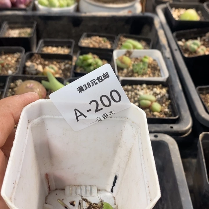 晶*娃56666666666669998868