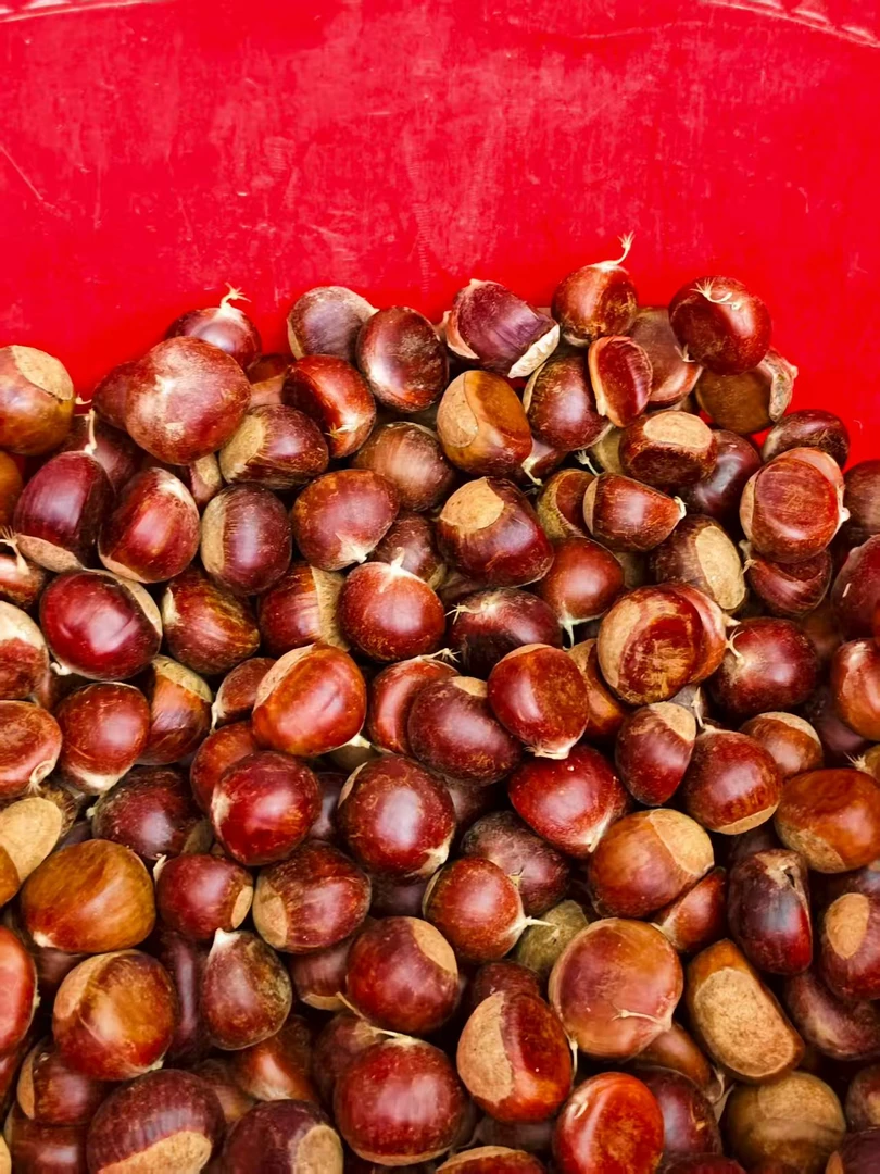 贵州高山老树新鲜板栗香甜脆口香糯可口