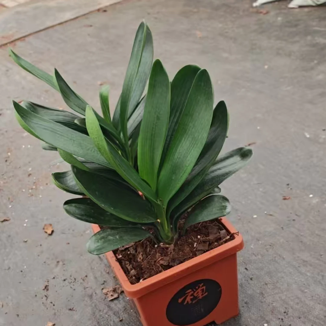 君子兰大富贵（2颗栽一盆）红方盆带托盘