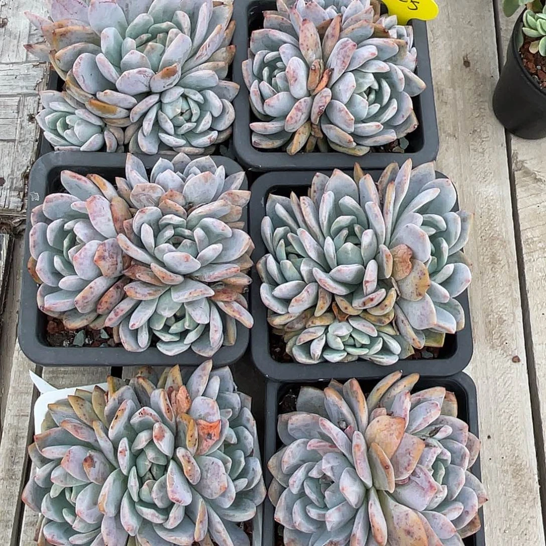 六盆石榴子星影多肉125