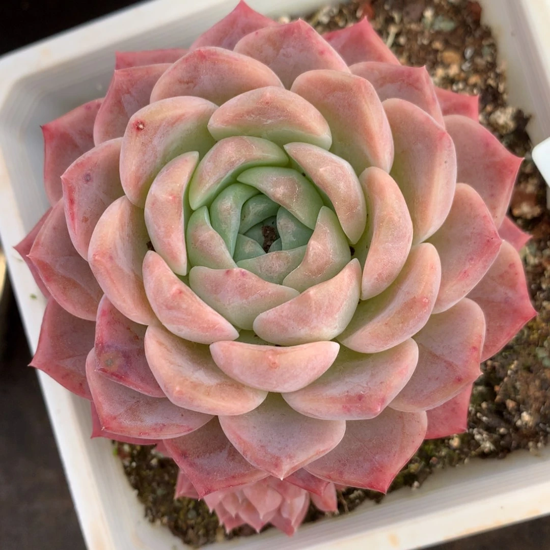 172新年快乐发发发