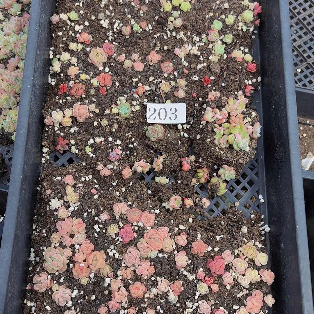多肉植物多肉植物202