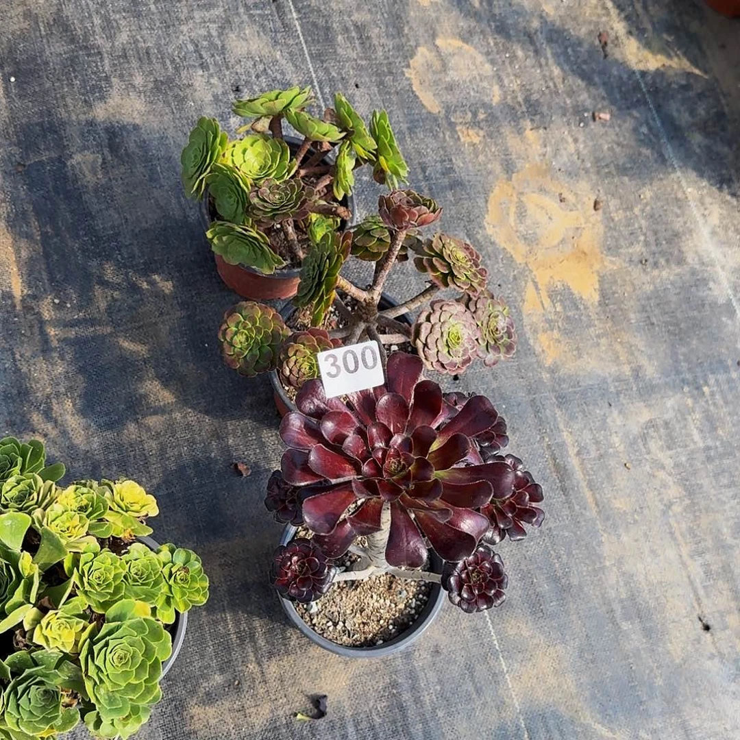 300砍头品种不限砍好发货