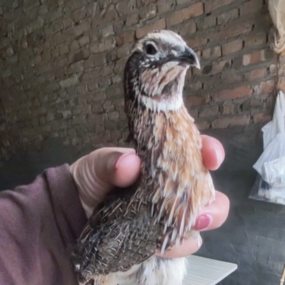 鹌鹑产蛋王，产蛋鹌鹑