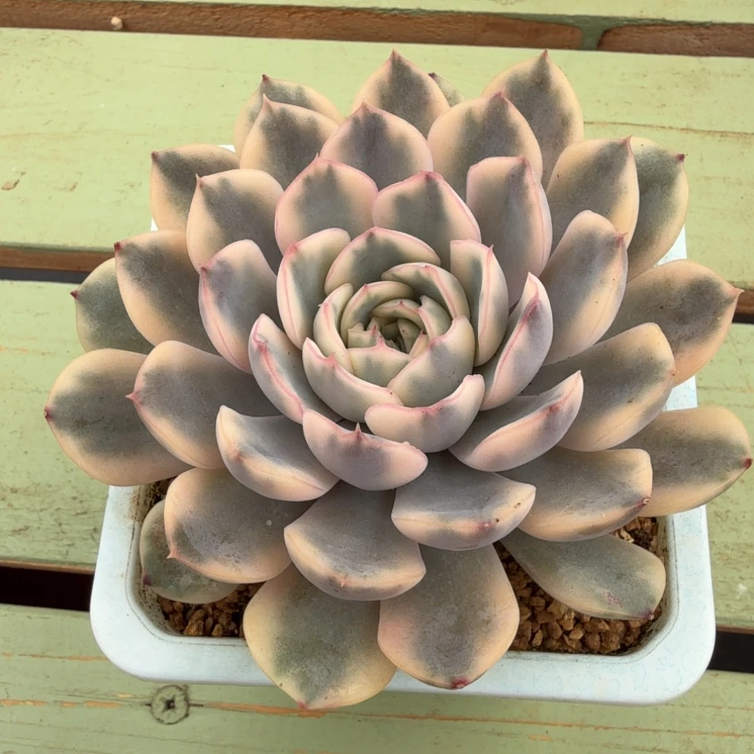 厚冰锦锦上园艺一物一拍