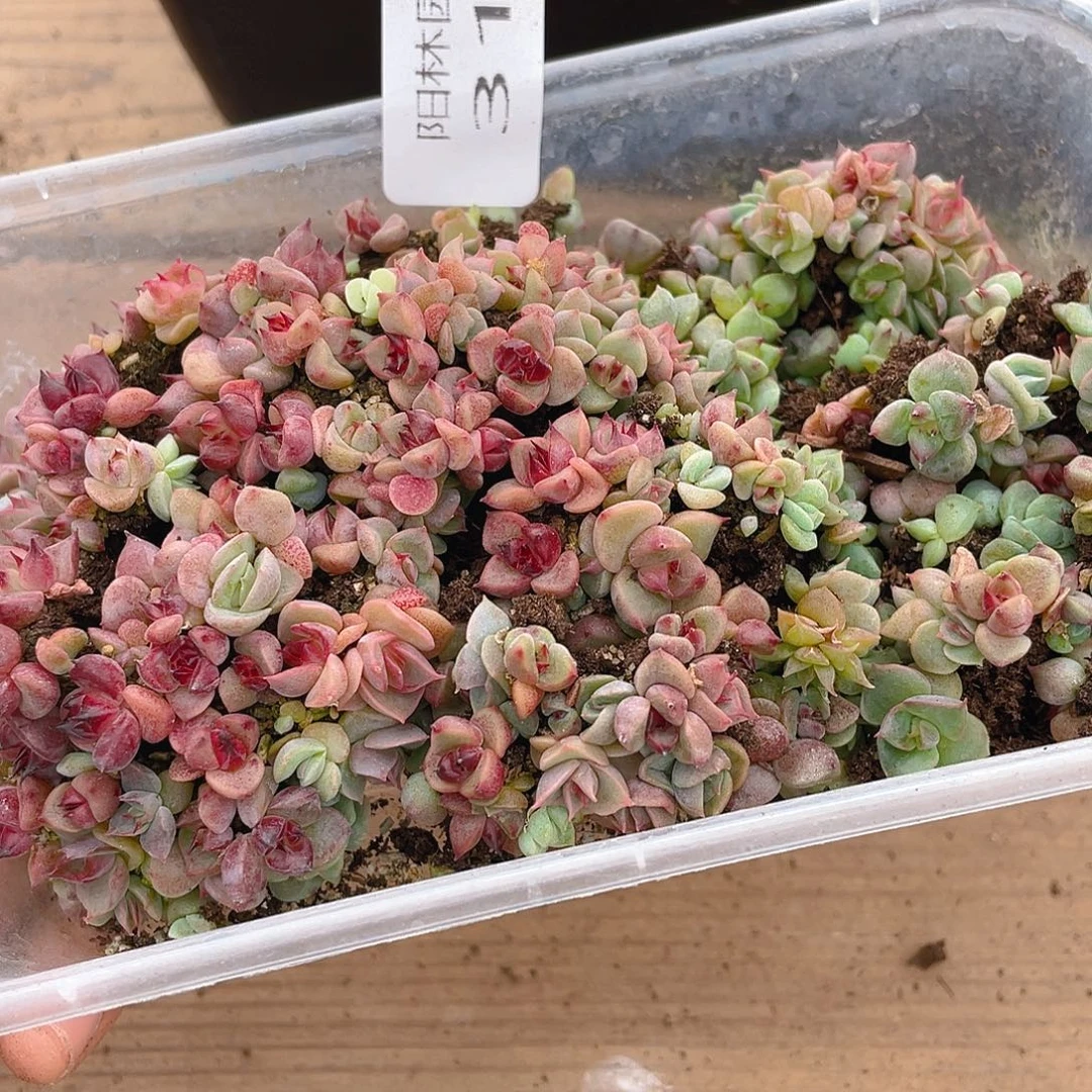 多肉植物多肉植物310